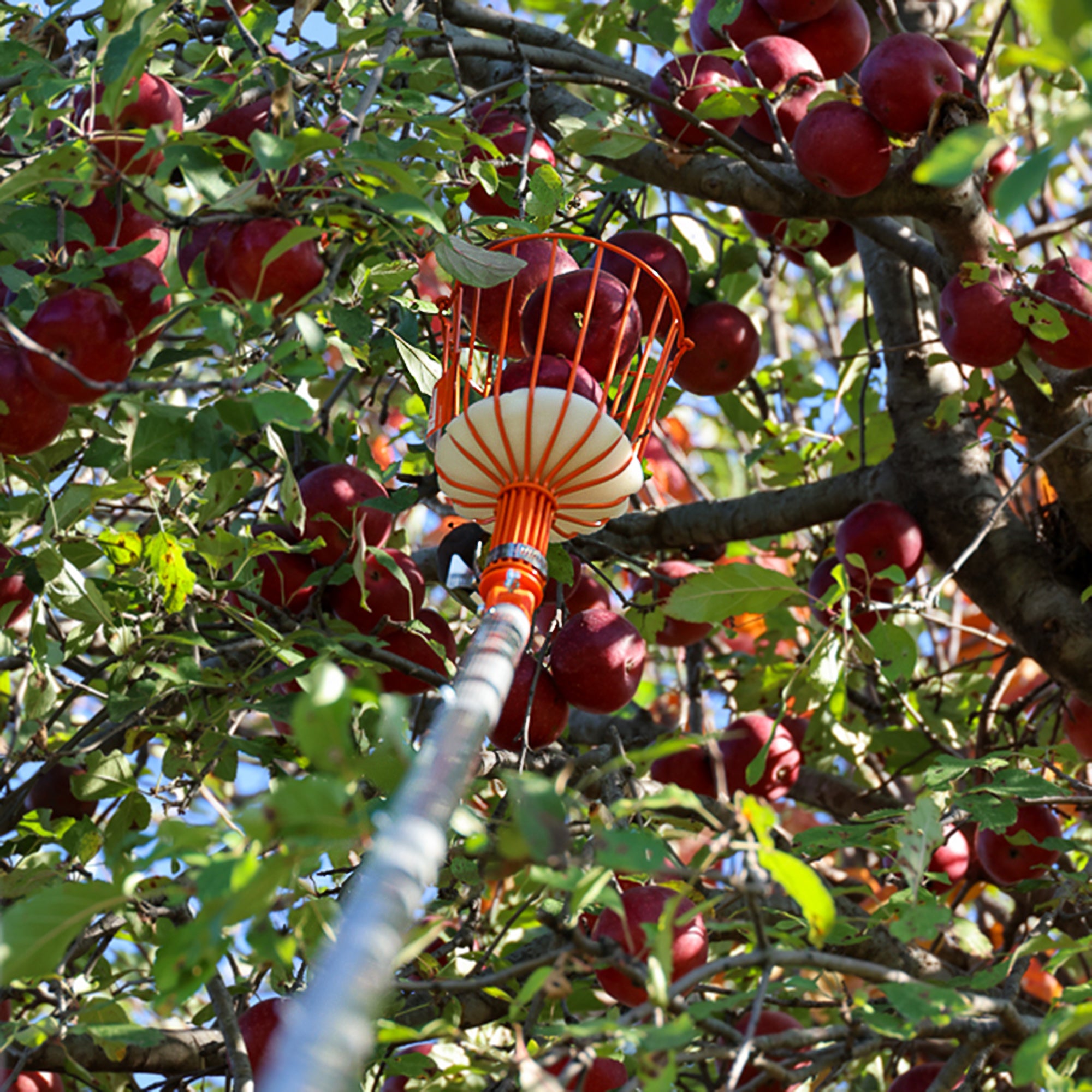 Fruit Picker Pole — Patented Foldable Basket Head | EZ Smart – EZ