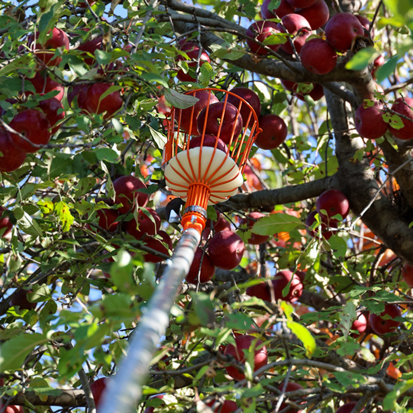 Fruit Picker Kit with 16' Extension Pole