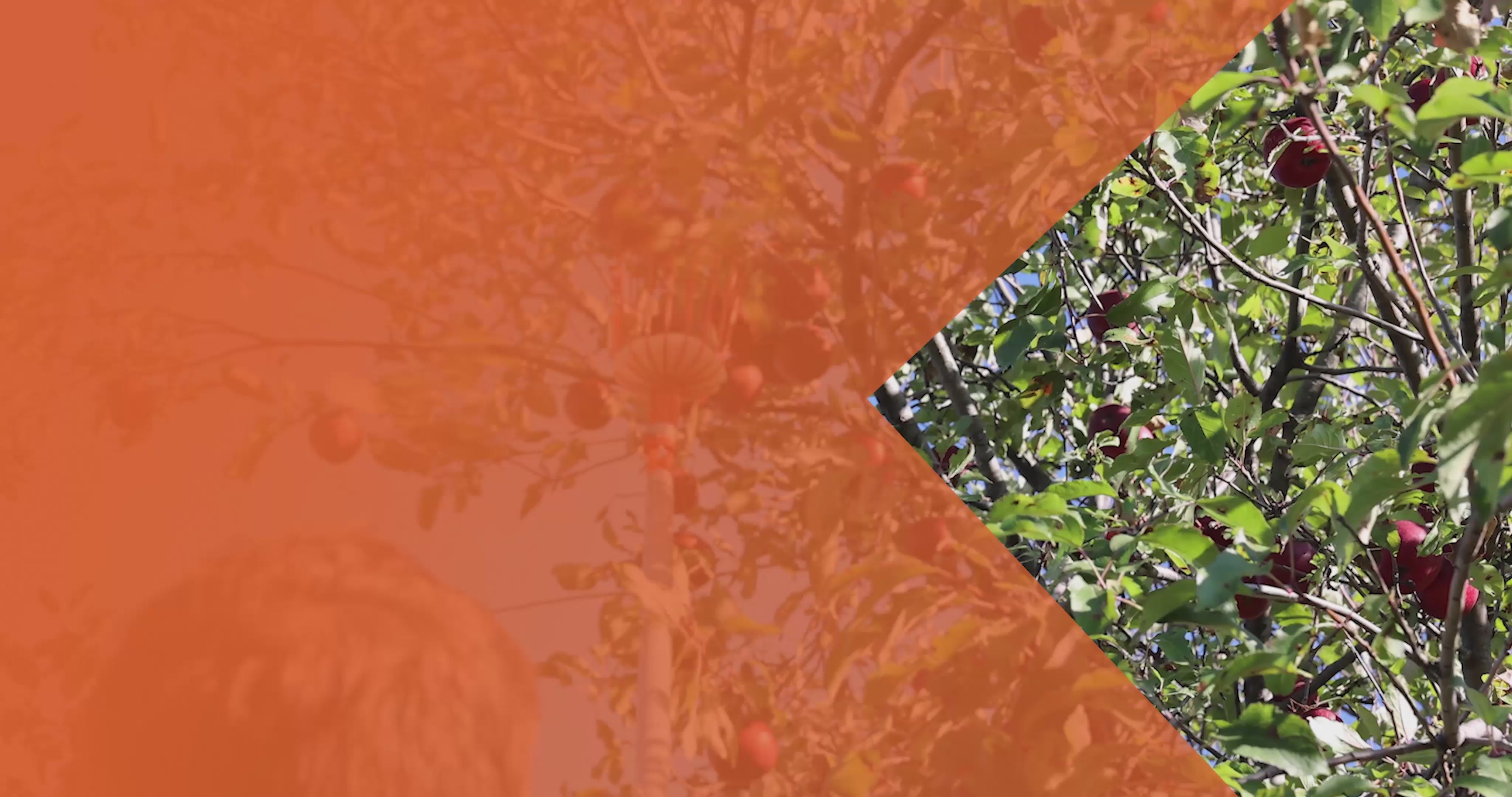 Fruit Picker Kit with 16' Extension Pole