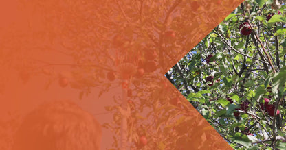 Fruit Picker Kit with 16' Extension Pole